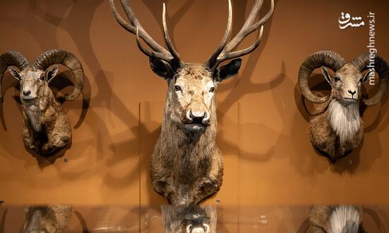 پردیس موزه‌ای رامسر