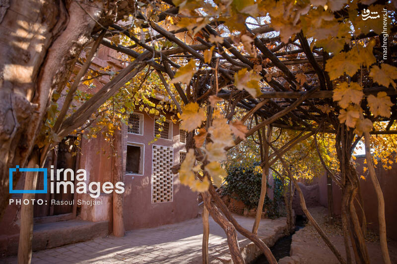 عکس / پاییز بی‌عابر ابیانه 31