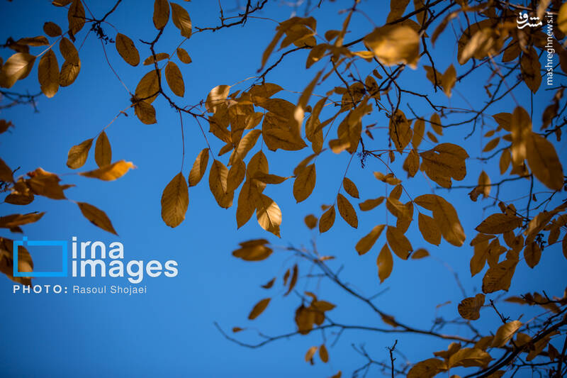 عکس / پاییز بی‌عابر ابیانه 29