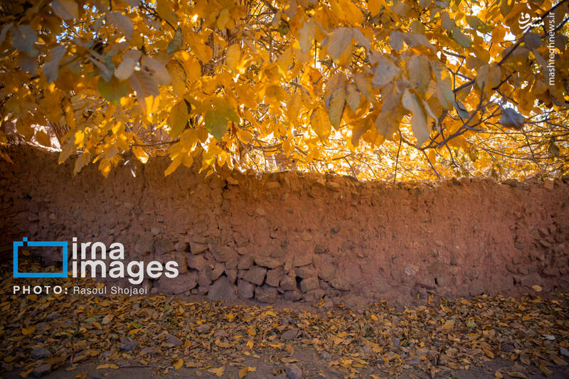 عکس / پاییز بی‌عابر ابیانه 26