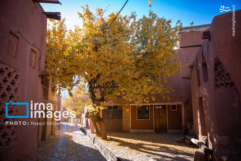 عکس / پاییز بی‌عابر ابیانه 22