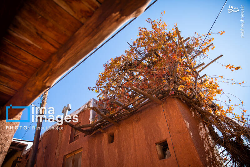 عکس / پاییز بی‌عابر ابیانه 20