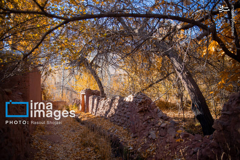 عکس / پاییز بی‌عابر ابیانه 19