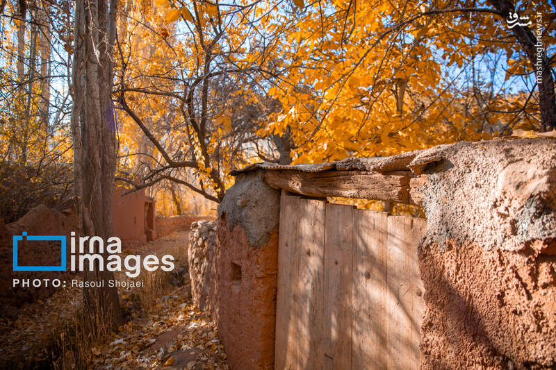 عکس / پاییز بی‌عابر ابیانه 14