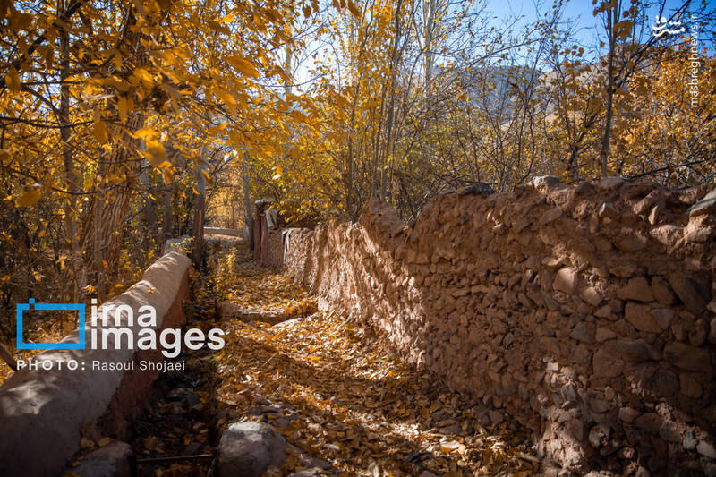 عکس / پاییز بی‌عابر ابیانه 12