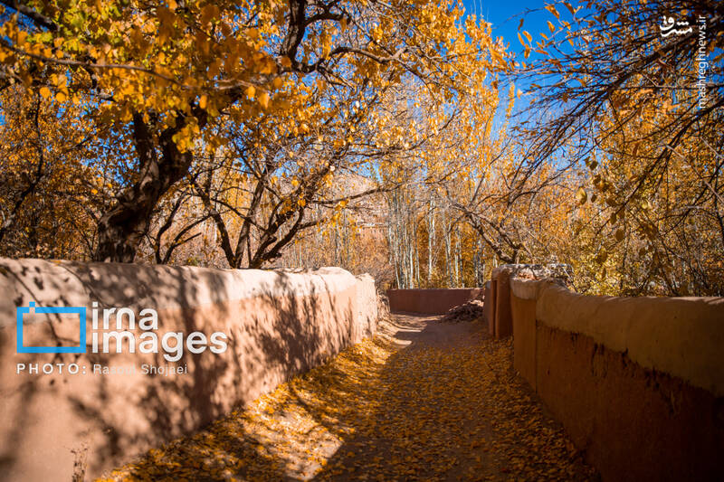 عکس / پاییز بی‌عابر ابیانه 4