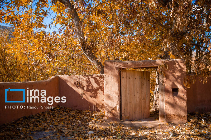 عکس / پاییز بی‌عابر ابیانه 2