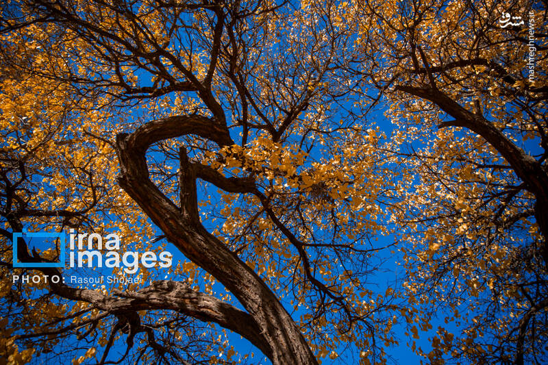 عکس / پاییز بی‌عابر ابیانه 11