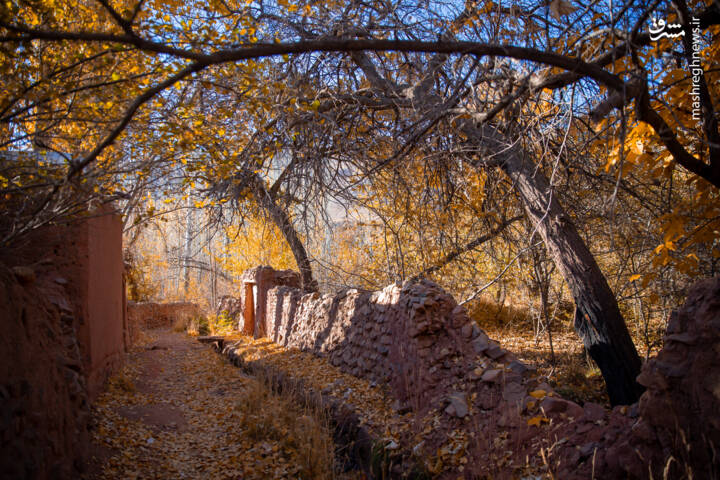 عکس/ پاییز بی‌عابر ابیانه