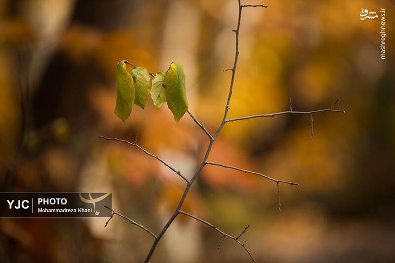 عکس / طبیعت پاییزی طارم در استان زنجان 24