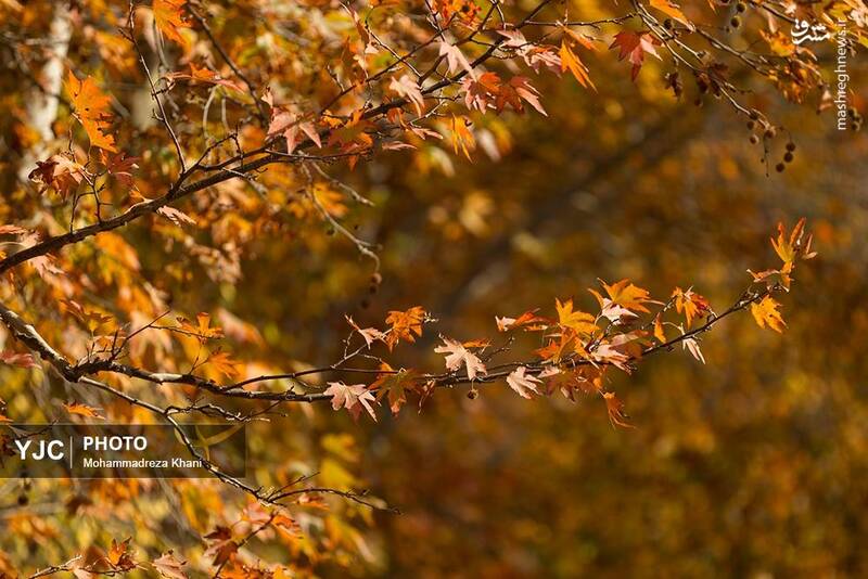 عکس / طبیعت پاییزی طارم در استان زنجان 23