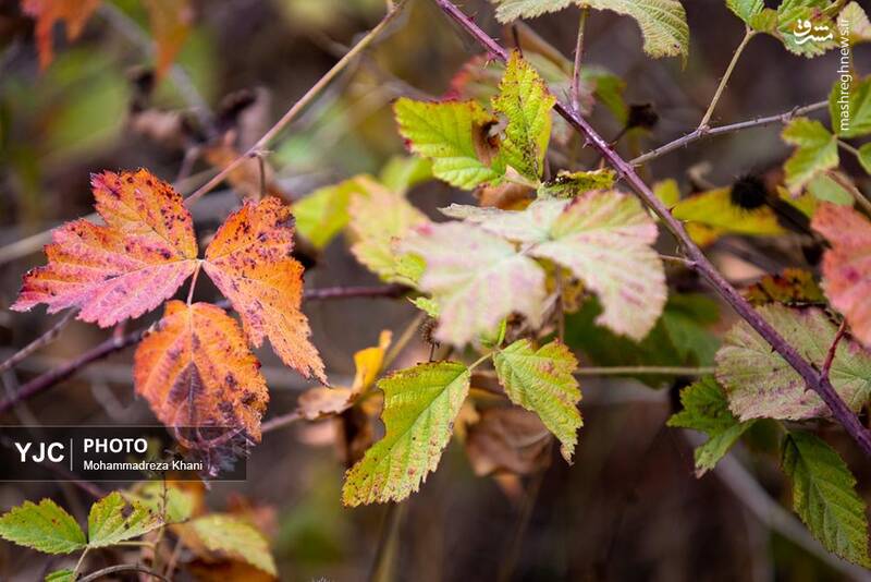 عکس / طبیعت پاییزی طارم در استان زنجان 21