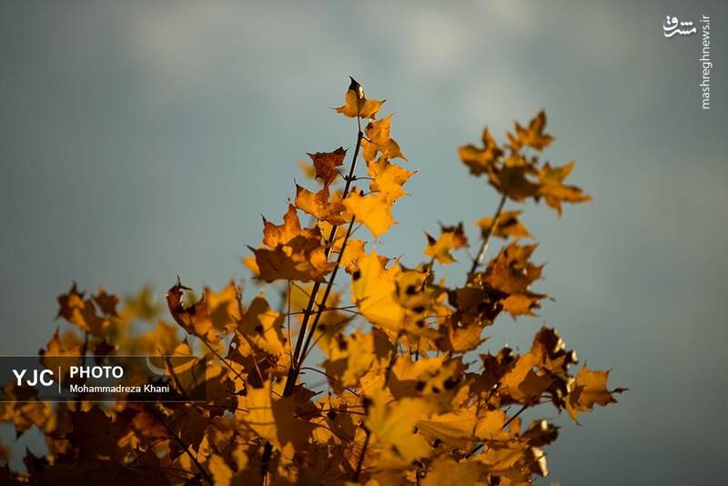 عکس / طبیعت پاییزی طارم در استان زنجان 20