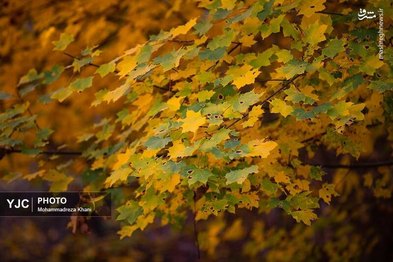 عکس / طبیعت پاییزی طارم در استان زنجان 16