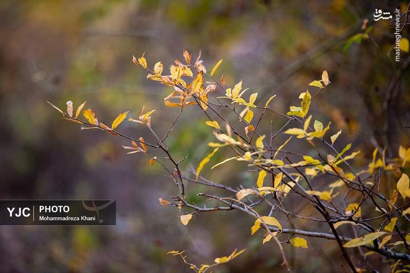 عکس / طبیعت پاییزی طارم در استان زنجان 15