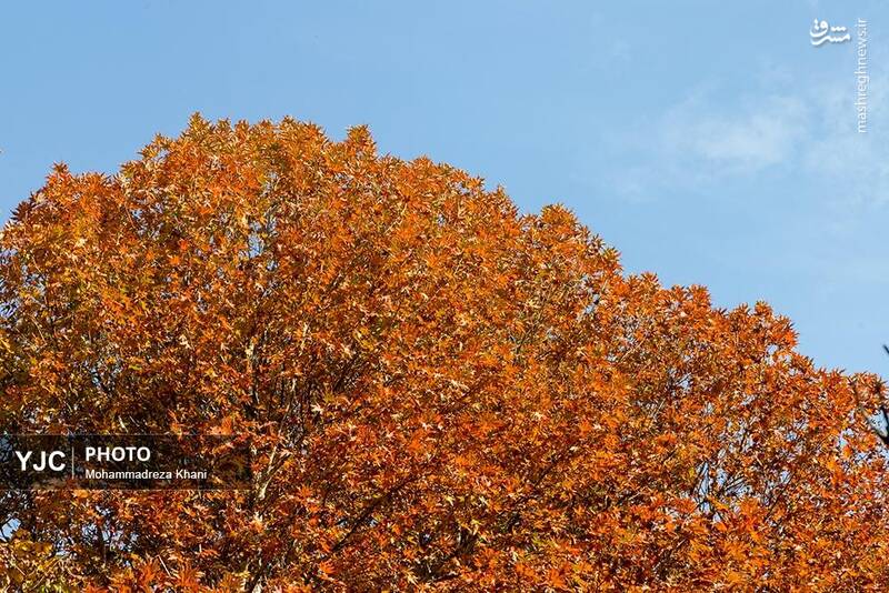 عکس / طبیعت پاییزی طارم در استان زنجان 13