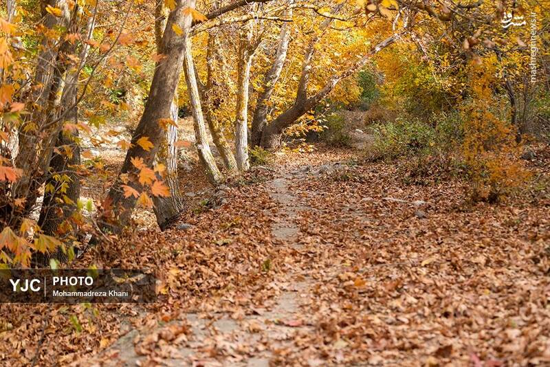 عکس / طبیعت پاییزی طارم در استان زنجان 8