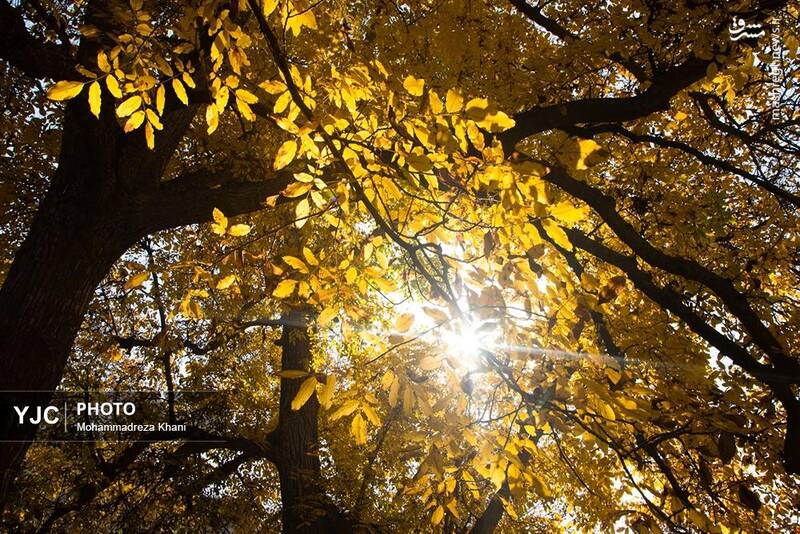 عکس / طبیعت پاییزی طارم در استان زنجان 7