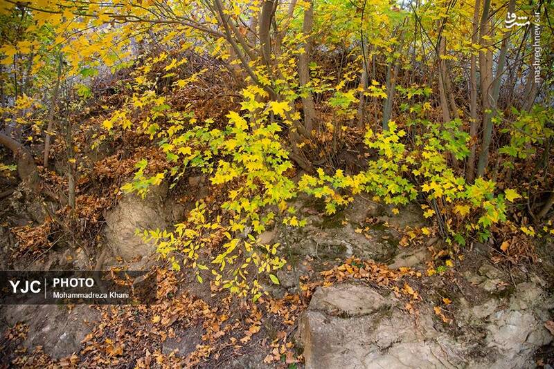 عکس / طبیعت پاییزی طارم در استان زنجان 6