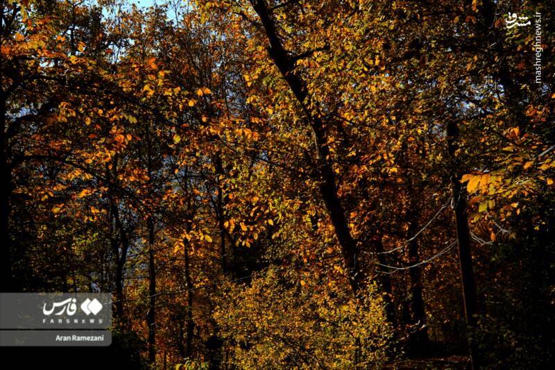 عکس / پاوه زیر چتر رنگ‌های پاییزی 5