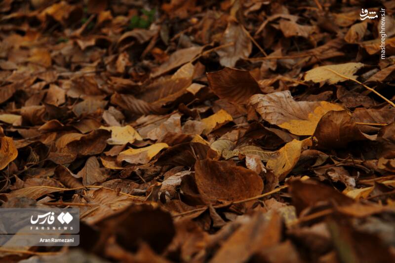 عکس / پاوه زیر چتر رنگ‌های پاییزی 14