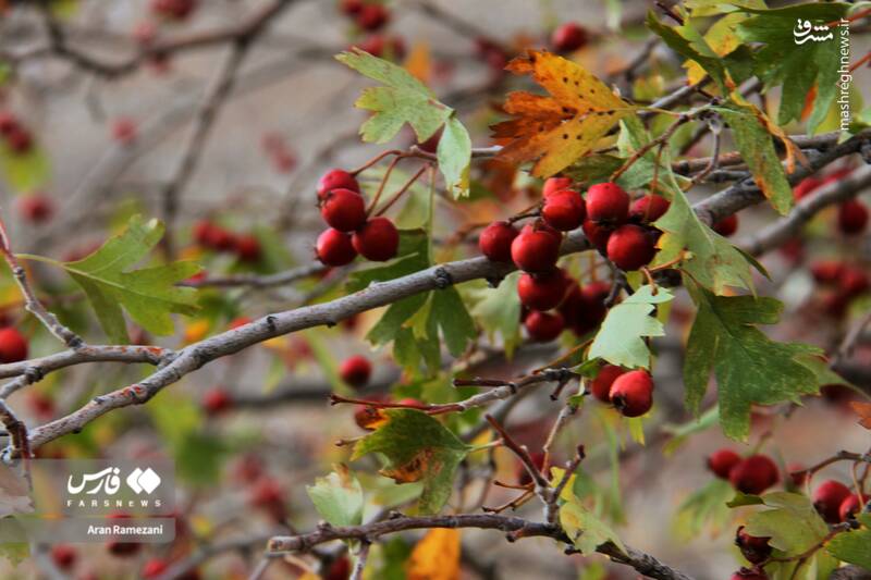 عکس / پاوه زیر چتر رنگ‌های پاییزی 8