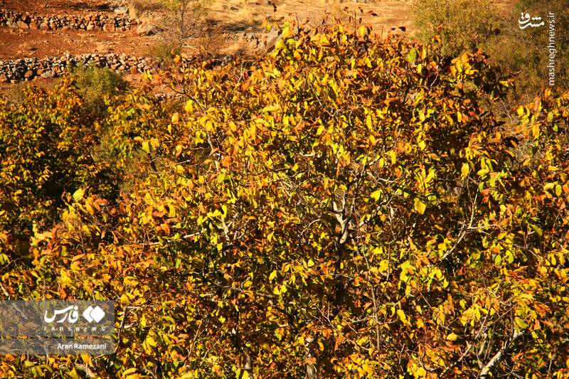 عکس / پاوه زیر چتر رنگ‌های پاییزی 10