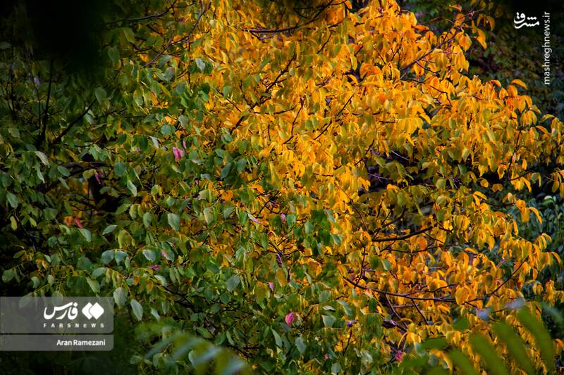 عکس / پاوه زیر چتر رنگ‌های پاییزی 11