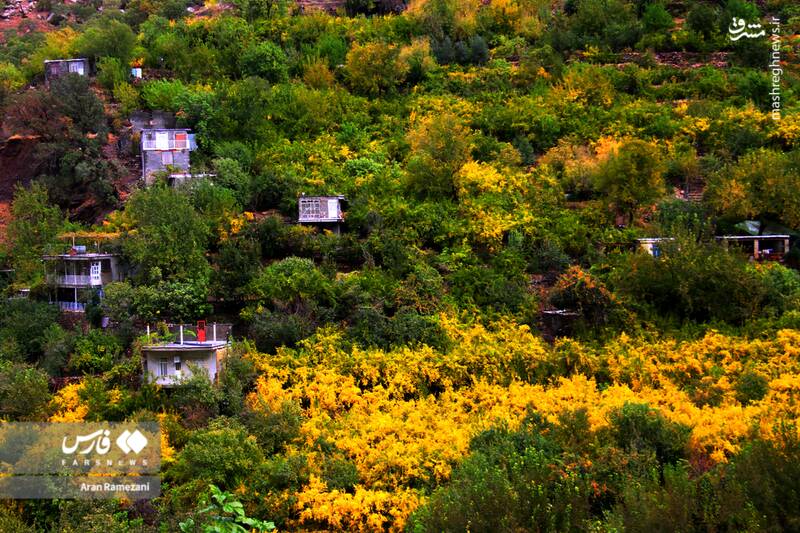 عکس / پاوه زیر چتر رنگ‌های پاییزی 4