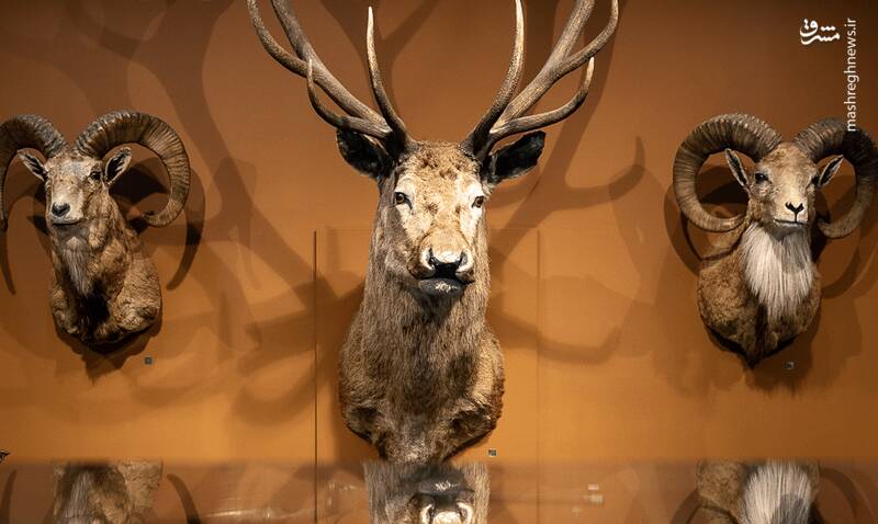 عکس/ پردیس موزه‌ای رامسر