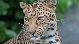 فیلم/ پاییزگردی پلنگ در جنگل رامسر