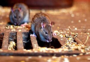 4 اقدام پیشگیرانه در مواجه با موش‌های تهران