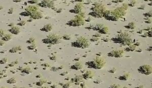 فیلم / رصد پهپادی اتباع غیرمجاز درحال ورود به کرمان