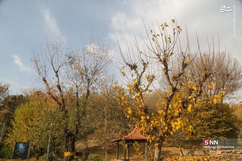 عکس / هوای پاییزی تهران 6