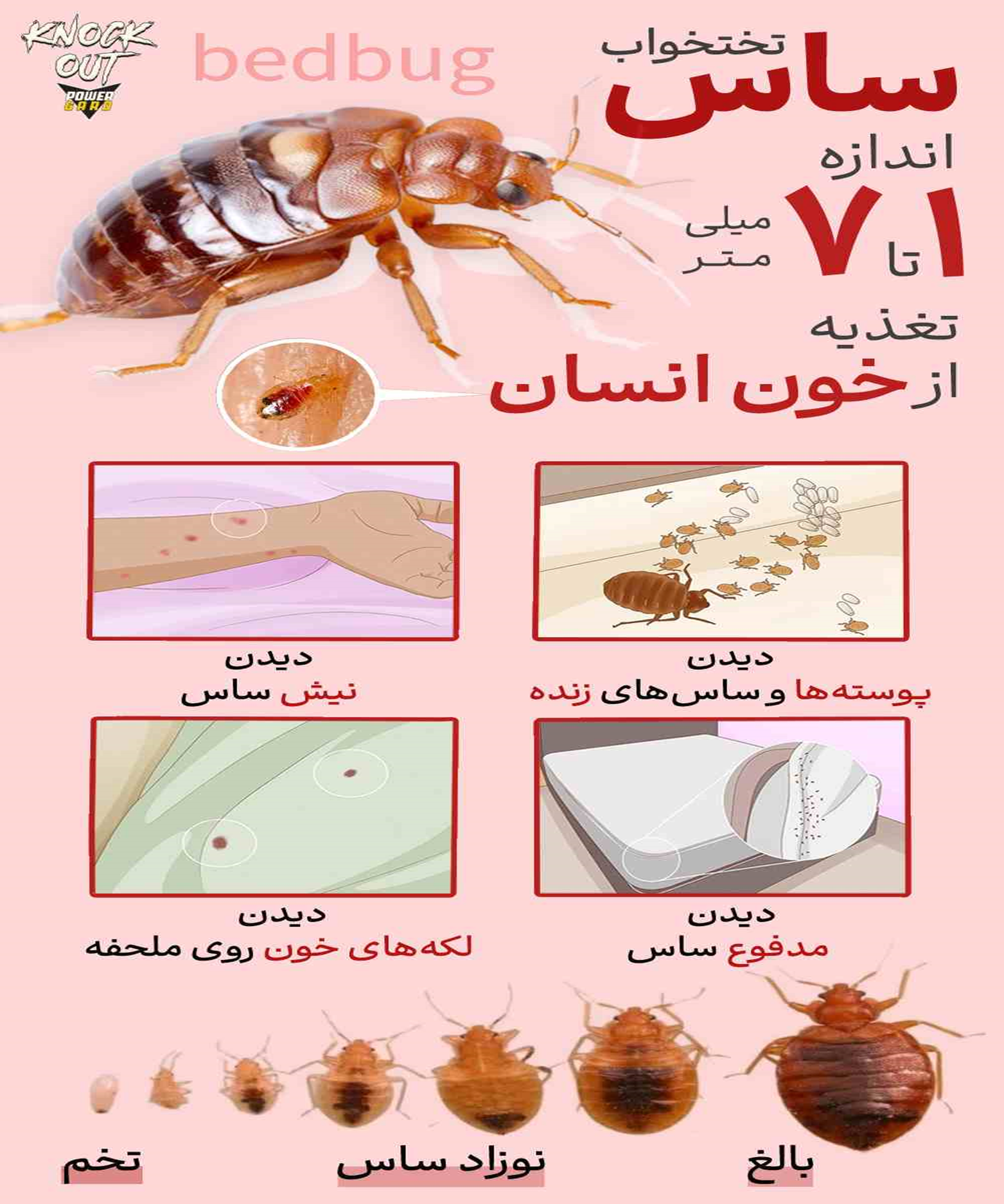 عکس و مشخصات ساس تختخواب + علائم ساس در منزل