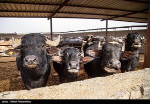 قیمت گوشت گاومیش وارداتی اعلام شد