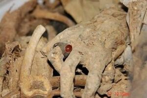 فیلم/ کاوش پیکرهای چند شهید با شرایط خاص