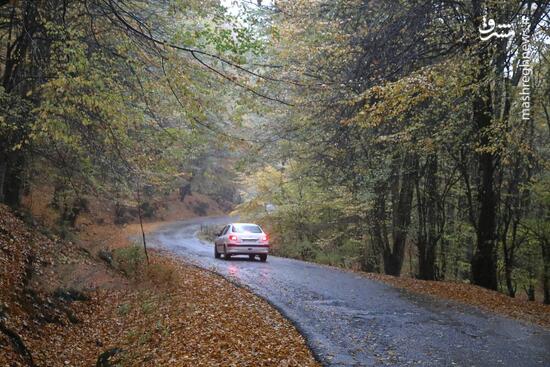 بازگشت باران به سوادکوه