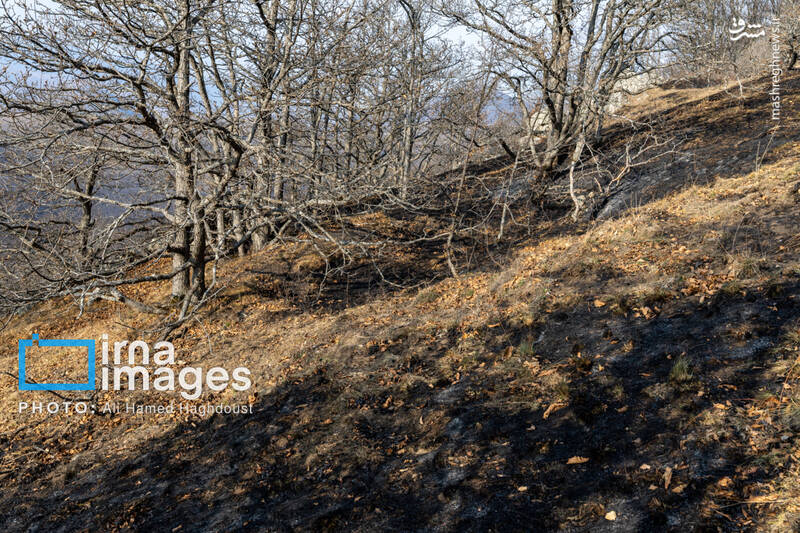 عکس / سوز و گداز دیزمار 38