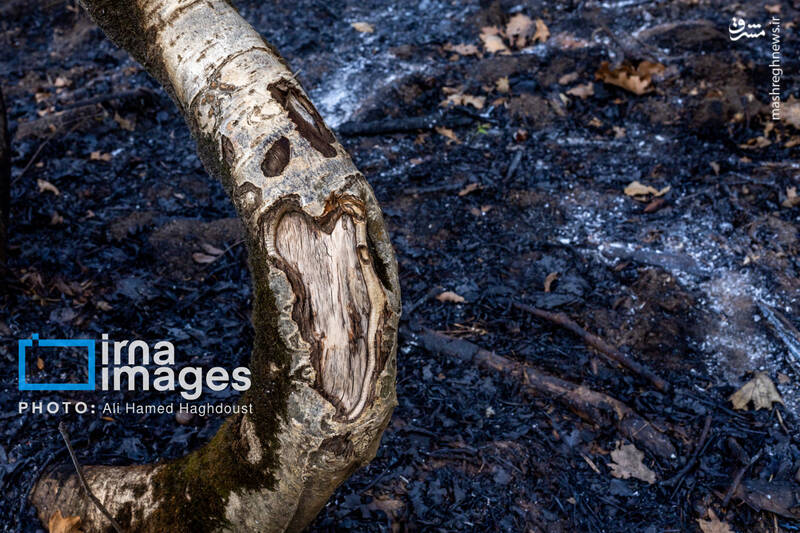 عکس / سوز و گداز دیزمار 37