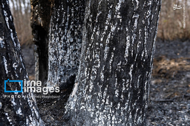 عکس / سوز و گداز دیزمار 35