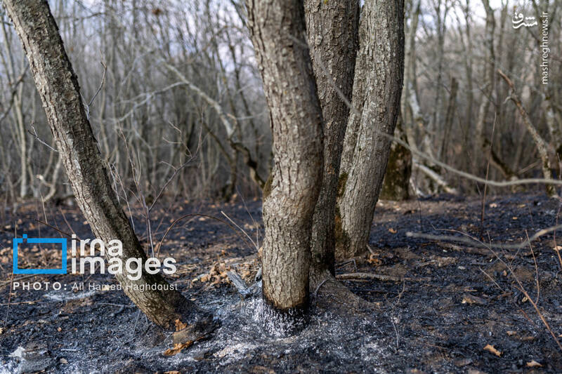 عکس / سوز و گداز دیزمار 32