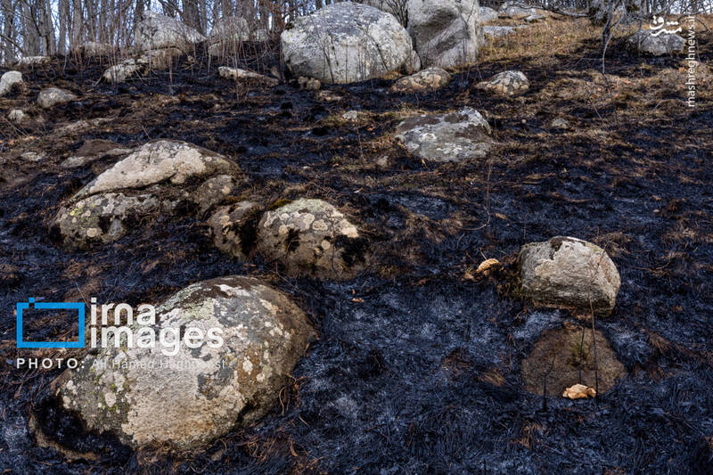 عکس / سوز و گداز دیزمار 22