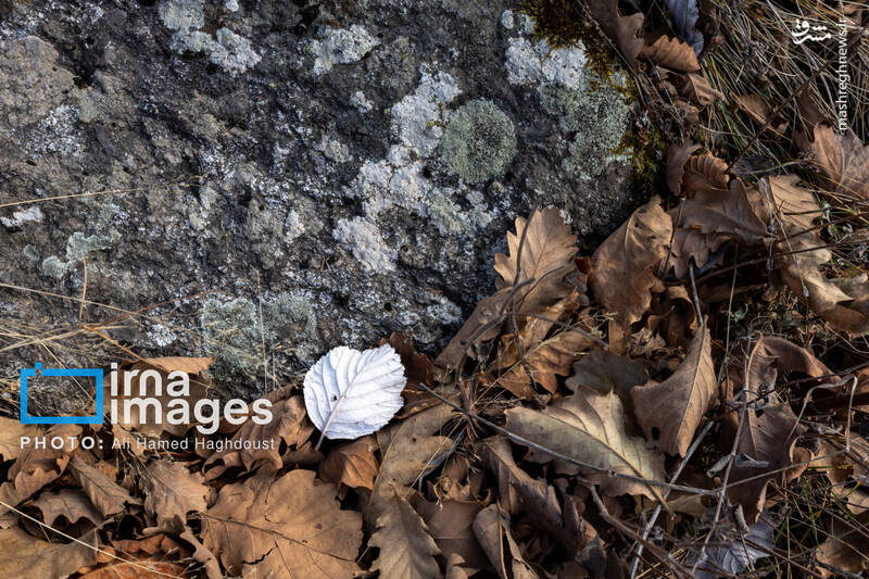 عکس / سوز و گداز دیزمار 21