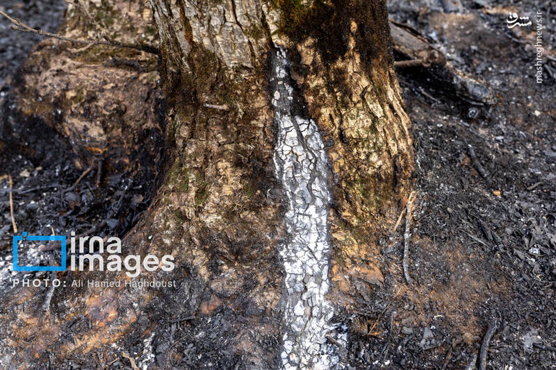 عکس / سوز و گداز دیزمار 15