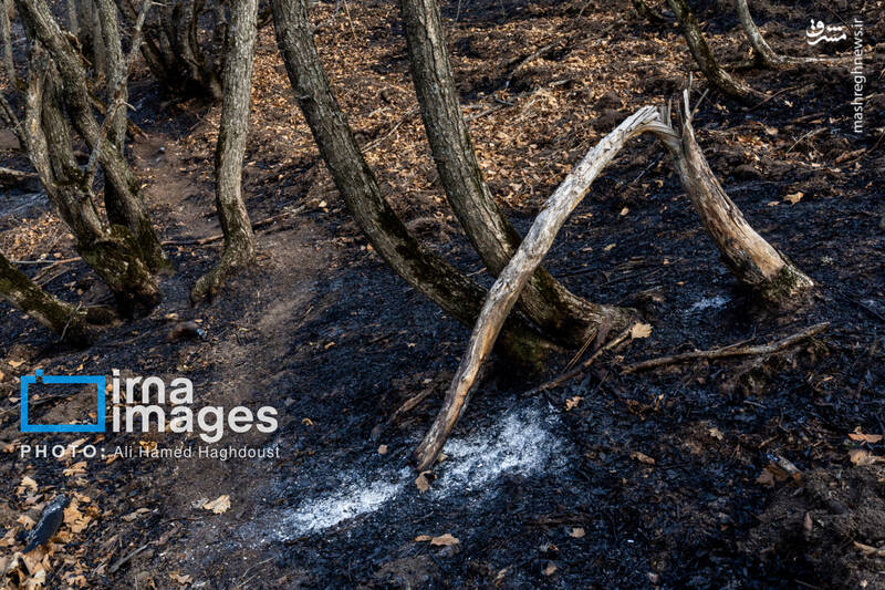 عکس / سوز و گداز دیزمار 14