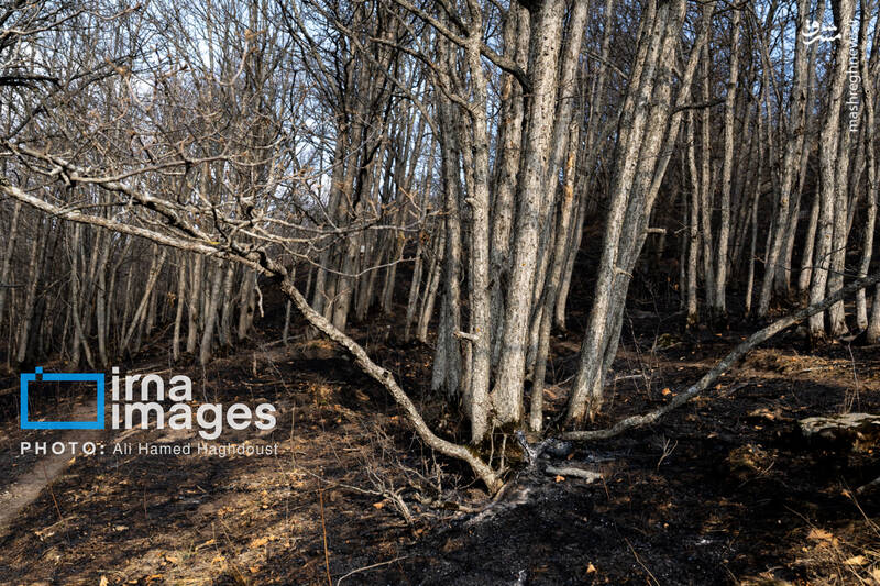 عکس / سوز و گداز دیزمار 11