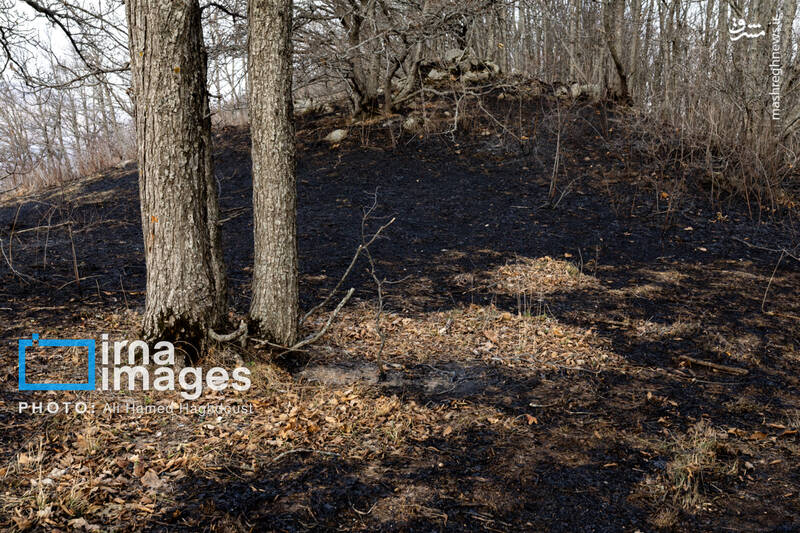 عکس / سوز و گداز دیزمار 10