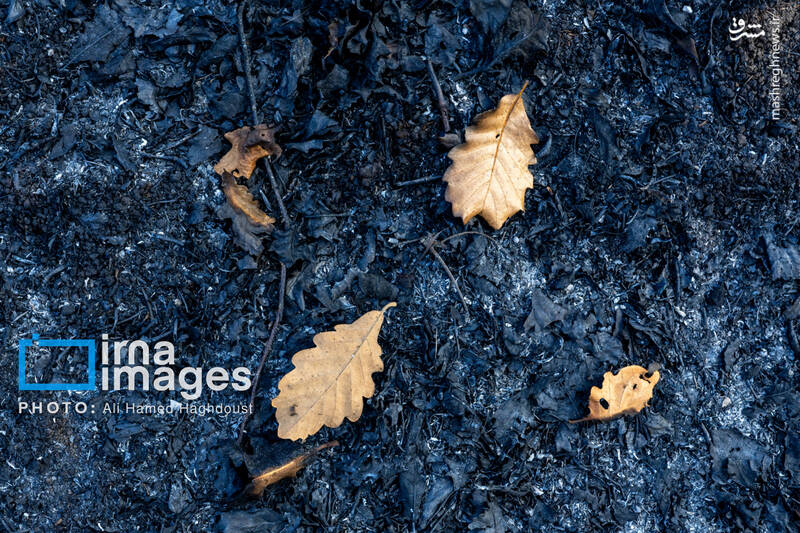 عکس / سوز و گداز دیزمار 9