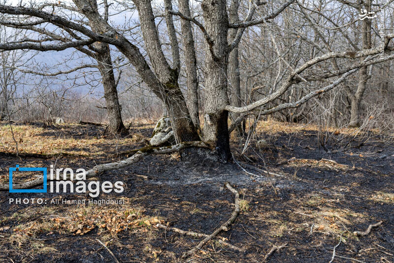 عکس / سوز و گداز دیزمار 8